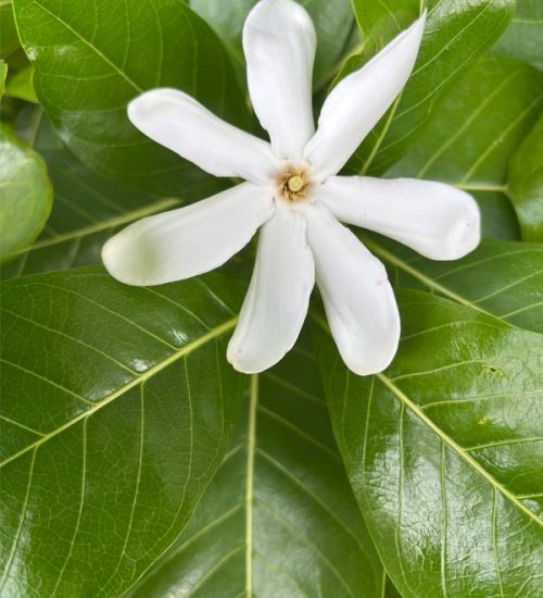 fleur_tiare_oht_toulouse